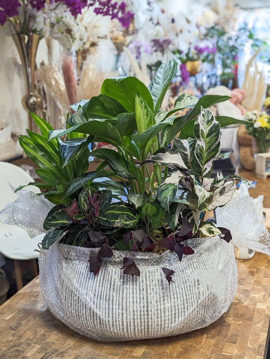 Deluxe designer choice premium planter 15'' pot