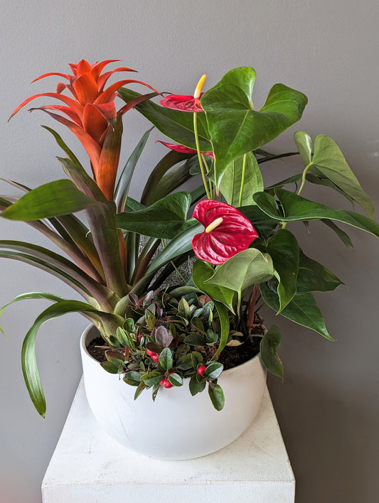 Chinese new year planter 大展宏图盆栽 10''