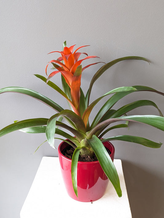 Bromelia Red 6'' 鸿运当头