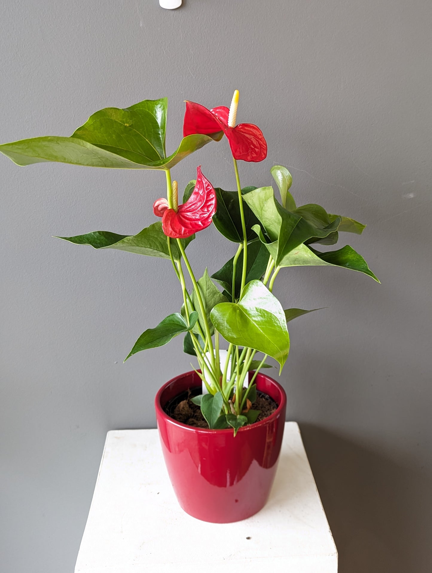 Anthurium Red 6'' 红掌