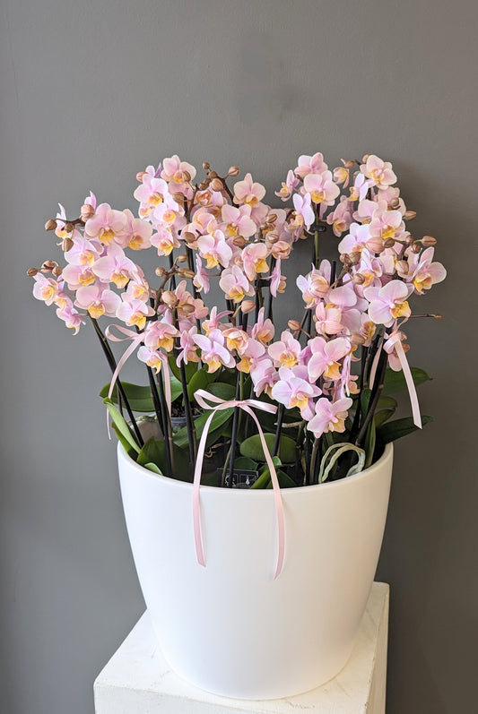 miniature orchid planter 12-19'' 迷你兰花盘 (extra large size) 010