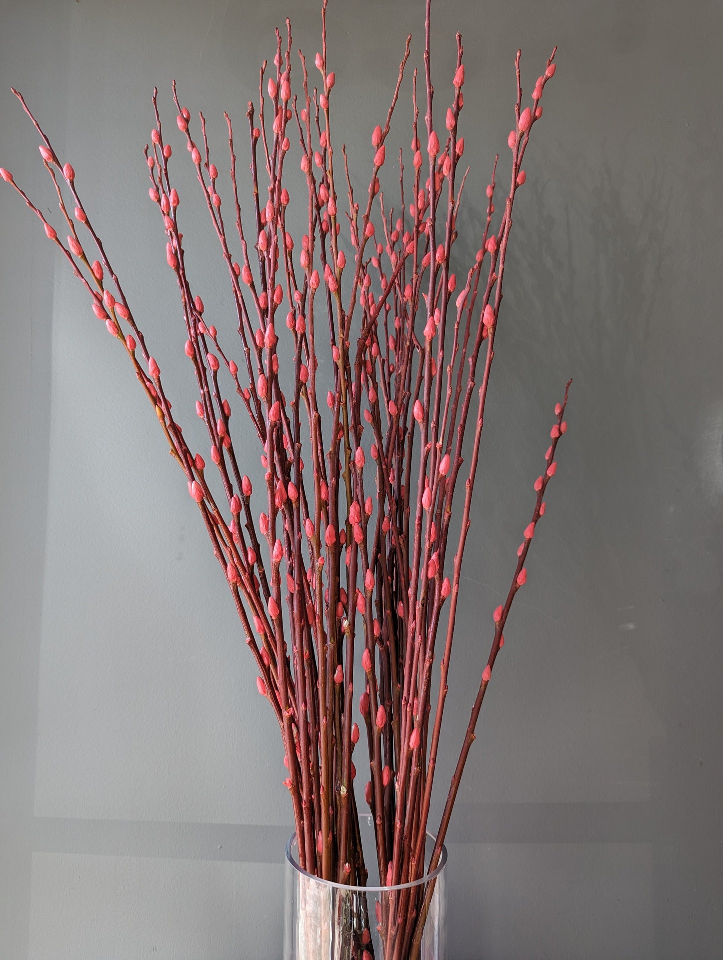 Pussy willow 银柳(白色,粉色,红色)fresh