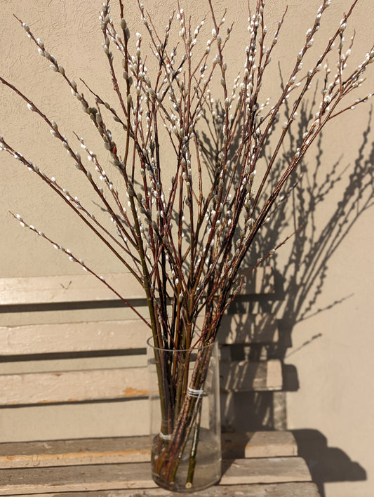 Pussy willow 银柳(白色,粉色,红色)fresh