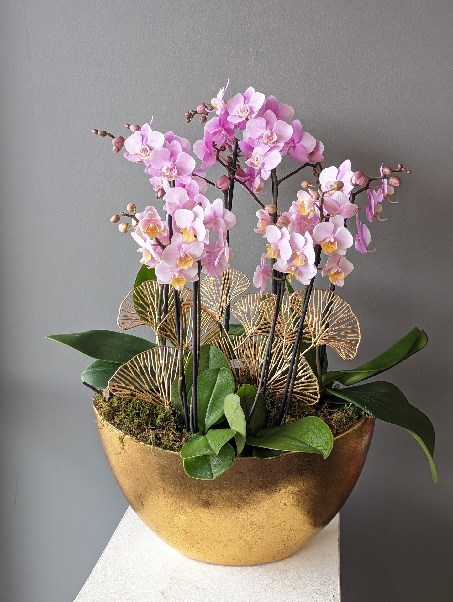 Mixed miniature orchids gold ingot planter (large size) 金元宝002