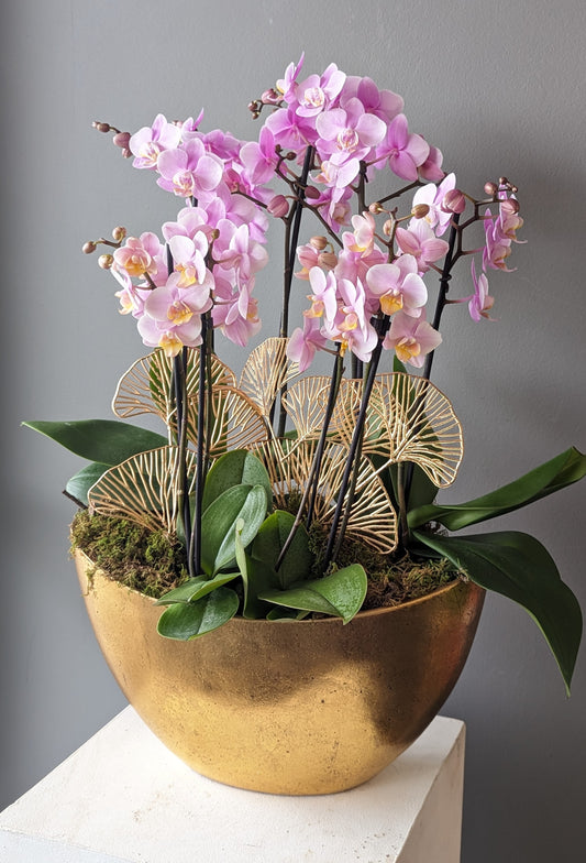 Mixed miniature orchids gold ingot planter (large size) 金元宝002