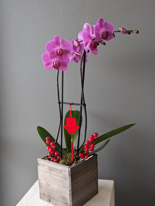 double spike orchid 5'' pot