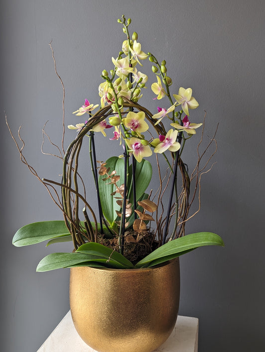 orchid in gold ingot planter 8''( medium size) 金元宝004