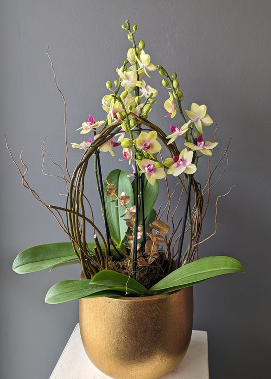 orchid in gold ingot planter 8''( medium size) 金元宝004