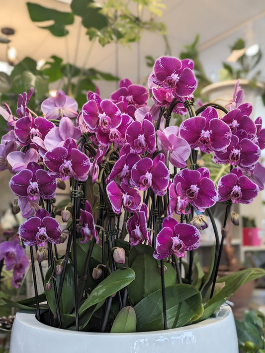 waterfall butterfly orchid planter (Extra large) 19'' POT 202