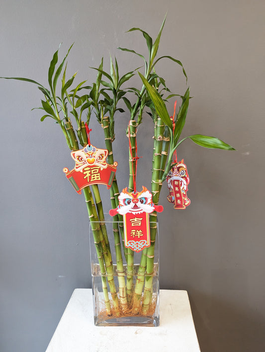 lucky bamboo in glass vase