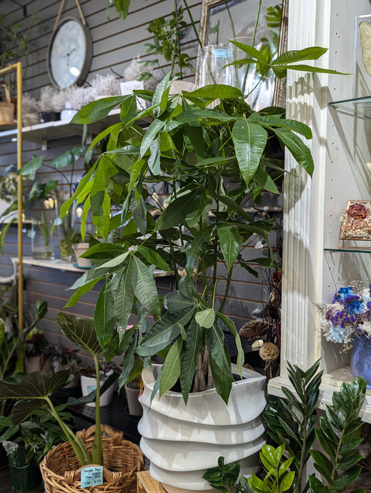 Tall Money tree with pot