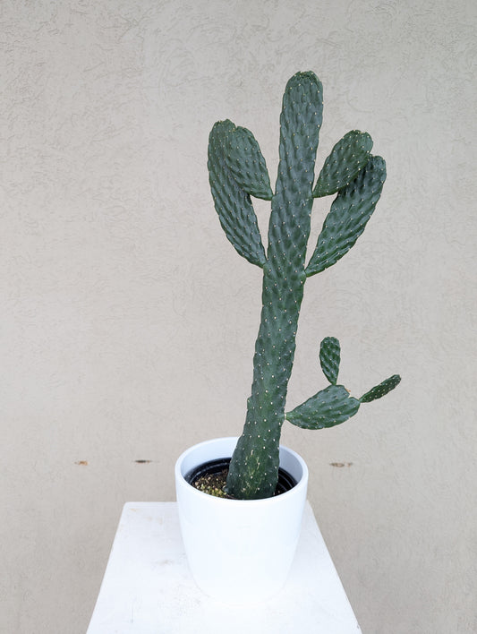 Pear carton cactus 6'' pot
