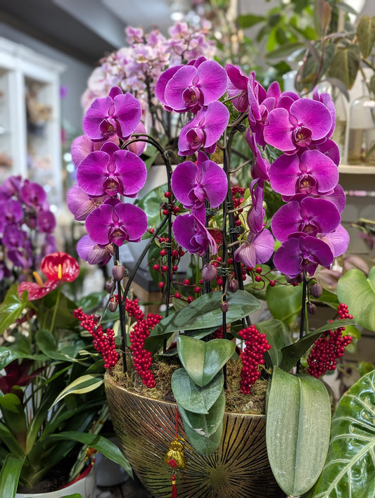 gold pot orchid style 金元宝 301