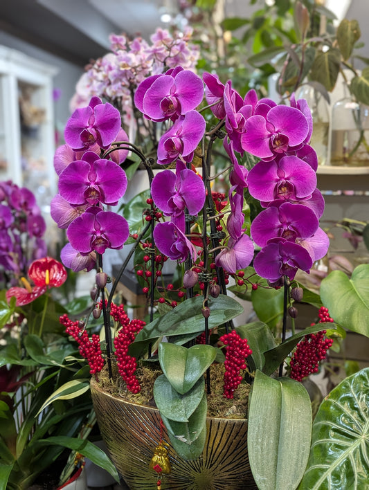 gold pot orchid style 金元宝 301