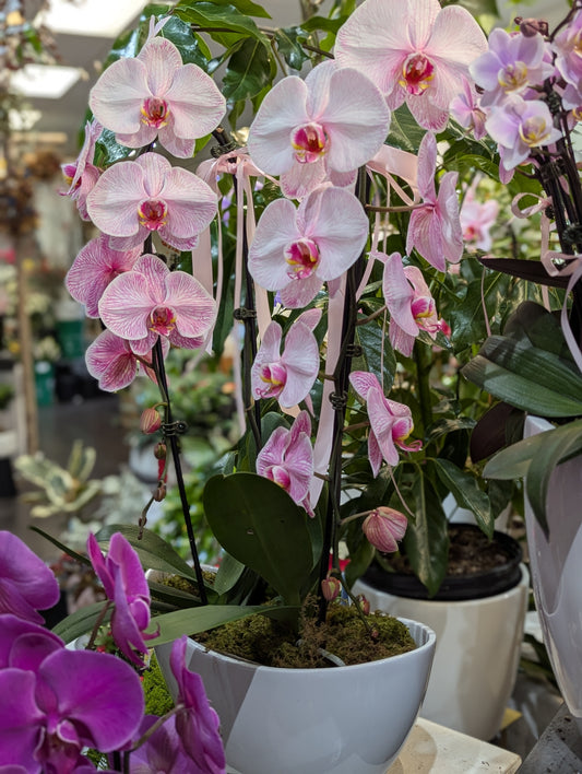 Macaron color duo orchid planter 马克龙色兰花