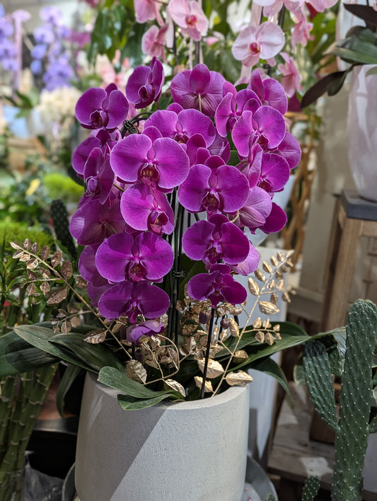 orchid 4 spike waterfall stone pot 401