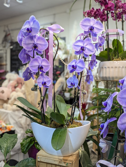 Macaron color duo orchid planter 马克龙色兰花