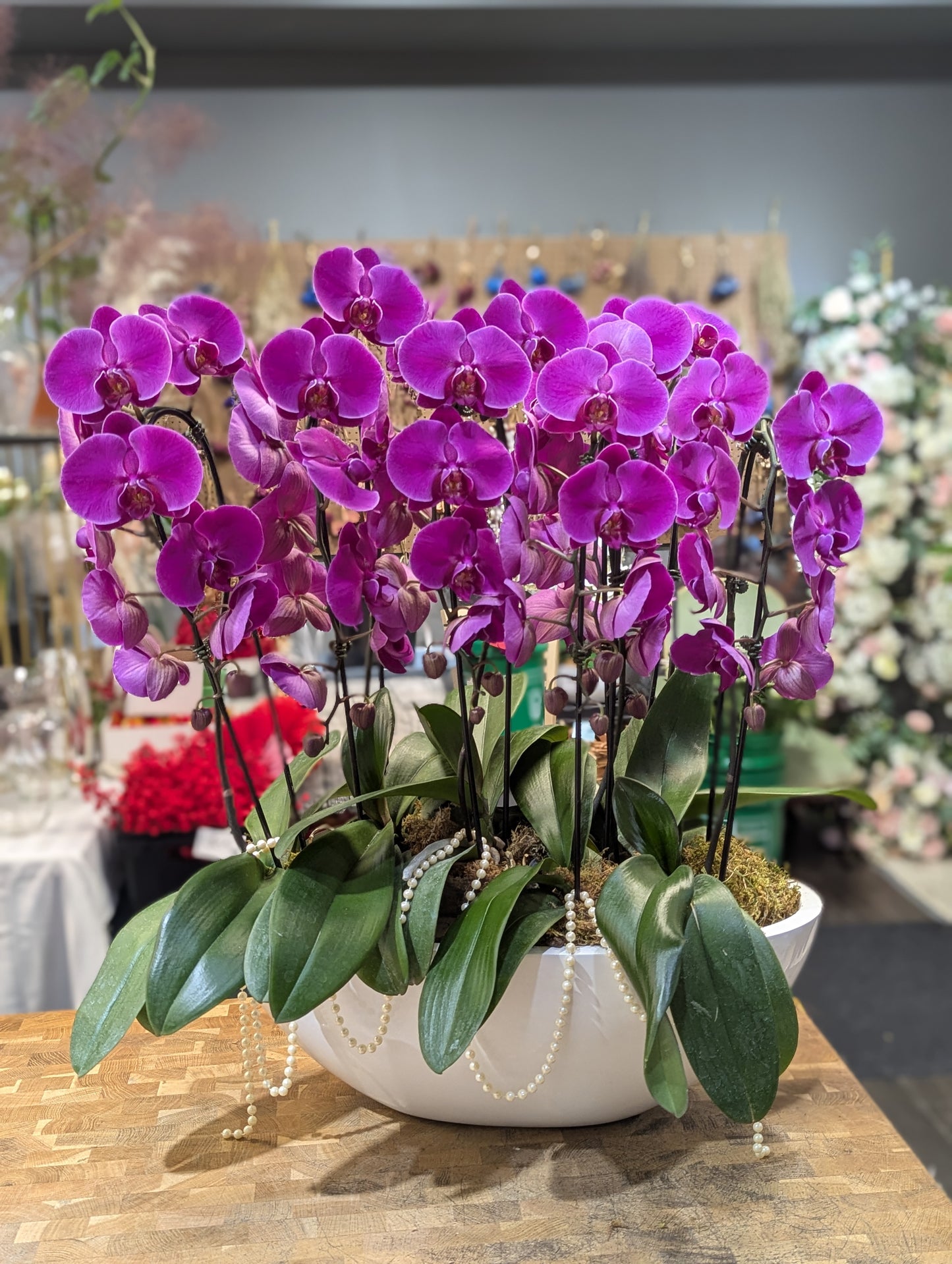6 spike Cascading orchid planter (large planter) 0412