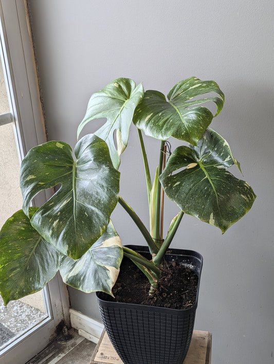 Monstera Thai constellation plant 9'' pot 洒金龟背竹