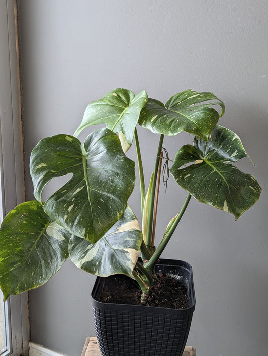 Monstera Thai constellation plant 9'' pot 洒金龟背竹