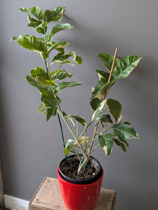 Eureka pink lemon tree plant 6'' pot