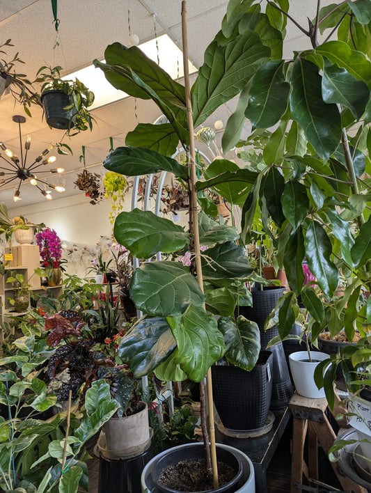 10'' tall fiddle leaf lyrata tree