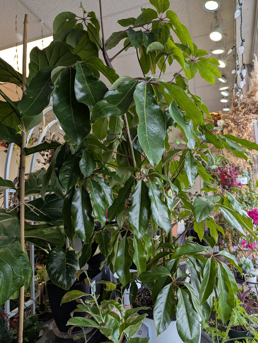 10'' tall Australian umbrella tree