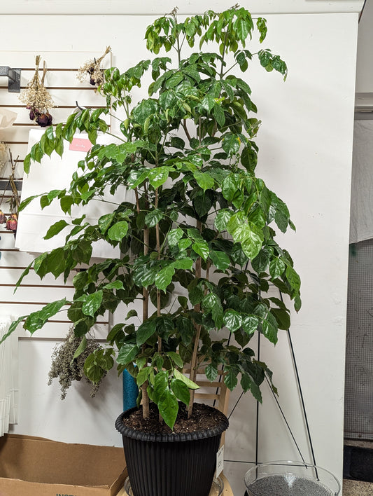 China Doll plant 14''