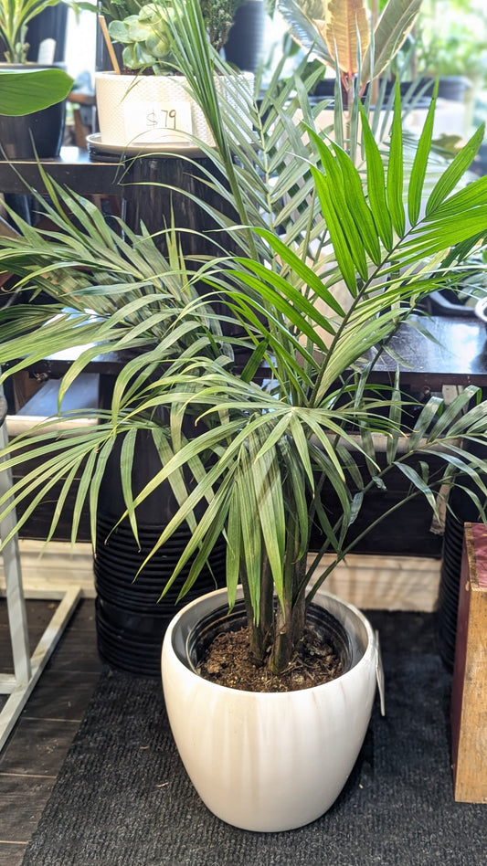 Majestic Palm 10''