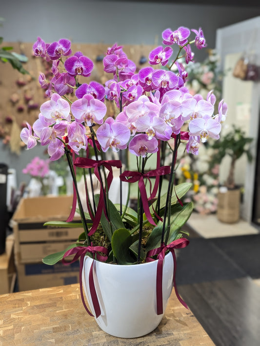 Orchid planter tall style (purple+ pink) 1007