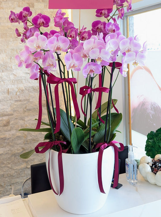 Orchid planter tall style (purple+ pink) 1007