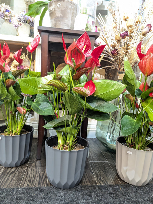 Large red Anthurium 8'' tall 红掌