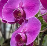waterfall butterfly orchid planter (Extra large) 19'' POT 202