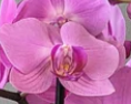 waterfall butterfly orchid planter (Extra large) 19'' POT 202