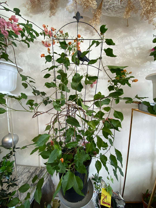 10'' bougainvillea 三角梅