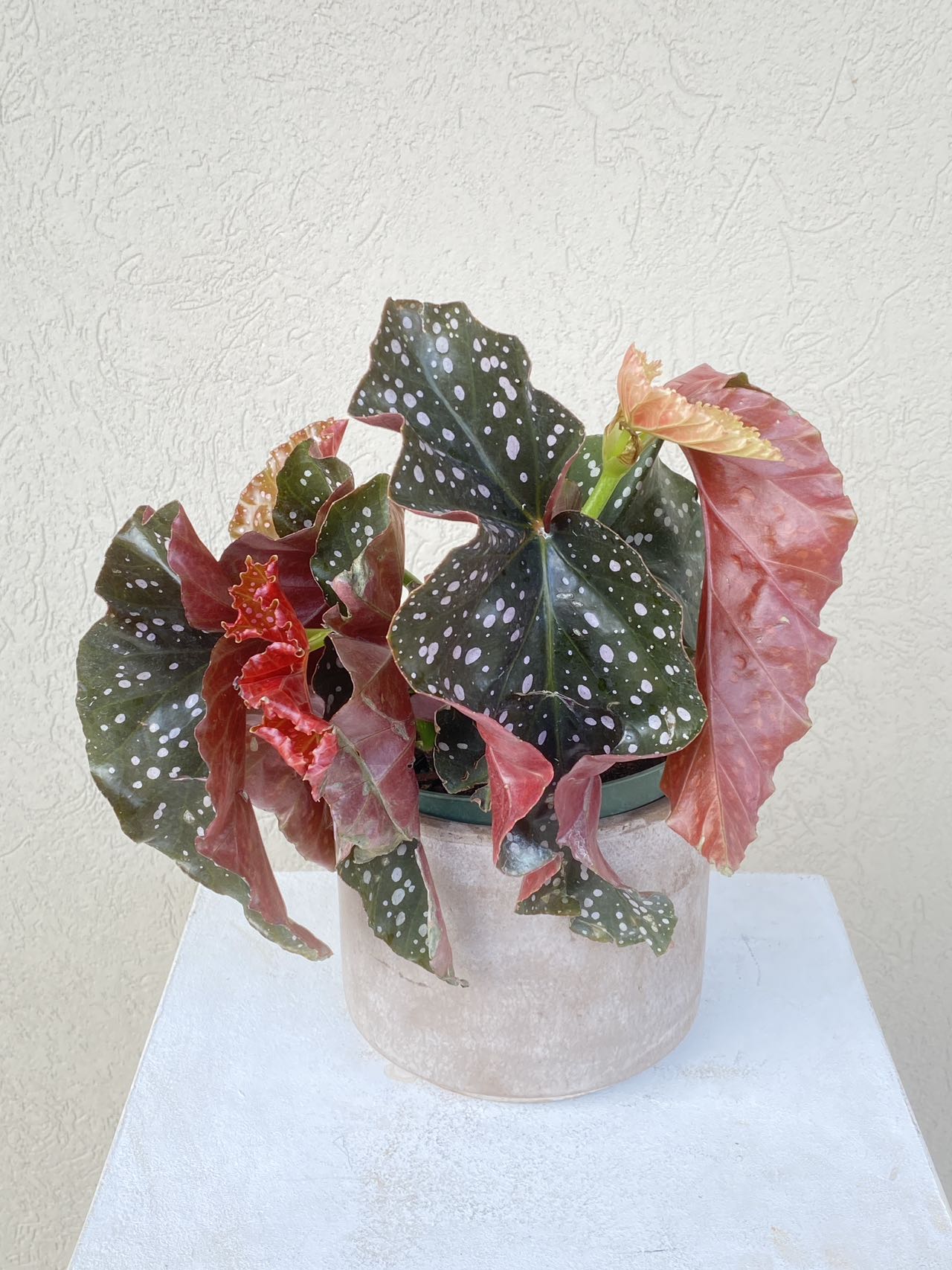 6'' Begonia Crackling Rosie