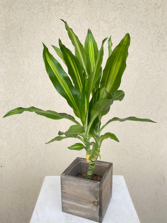 6'' Dracaena Cintho CANE