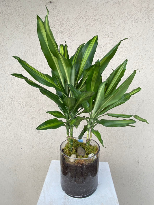 6'' Dracaena Cintho CANE