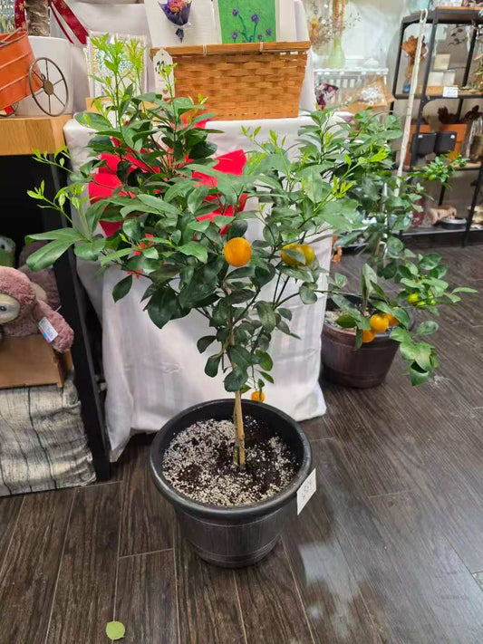 10'' pot calamondin tree 四季橘树