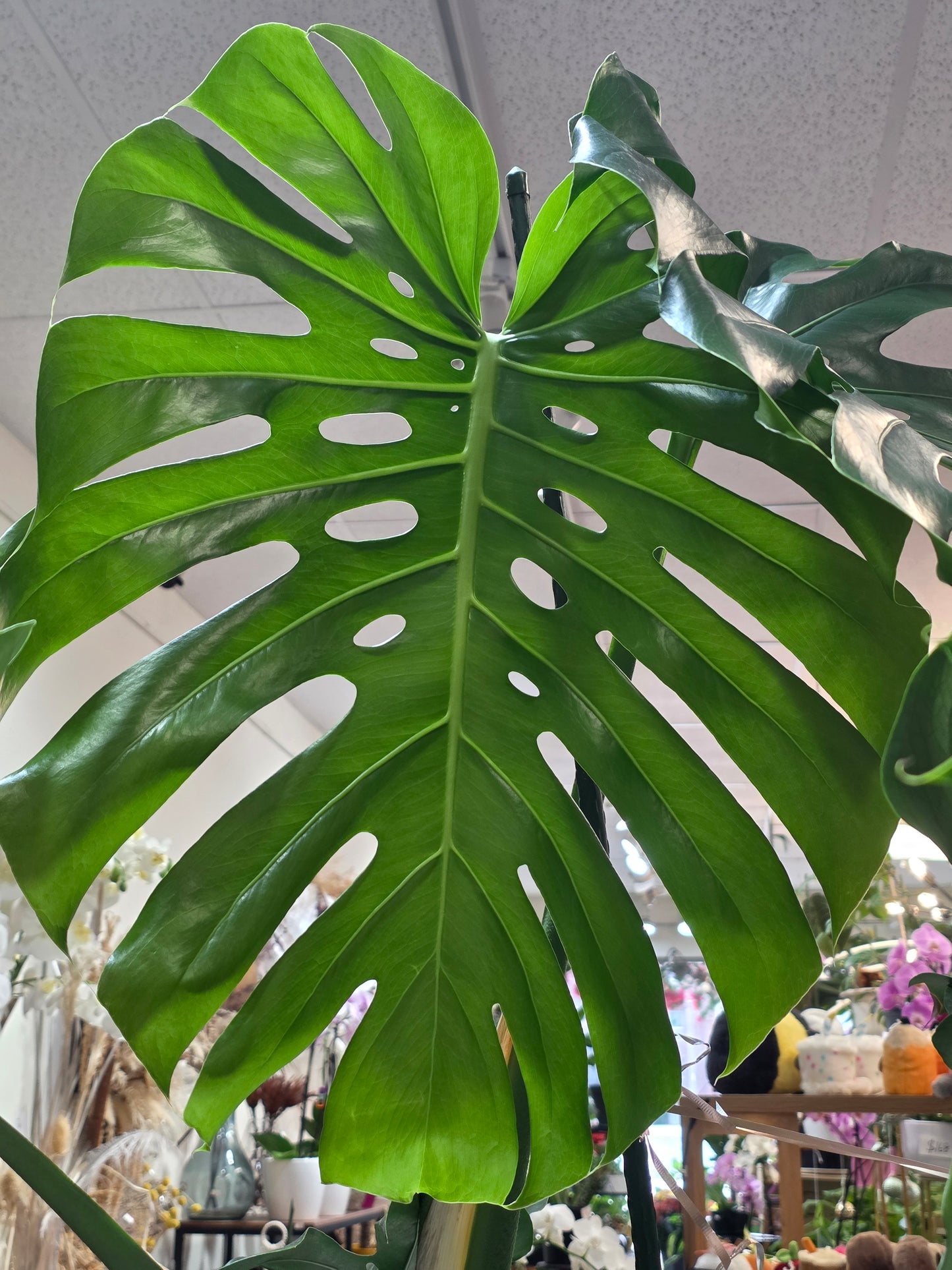 Monstera Green plant 9'' pot 龟背竹