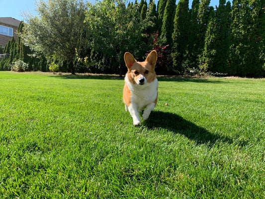 Pet's Friendly Bouquet (designer choice)