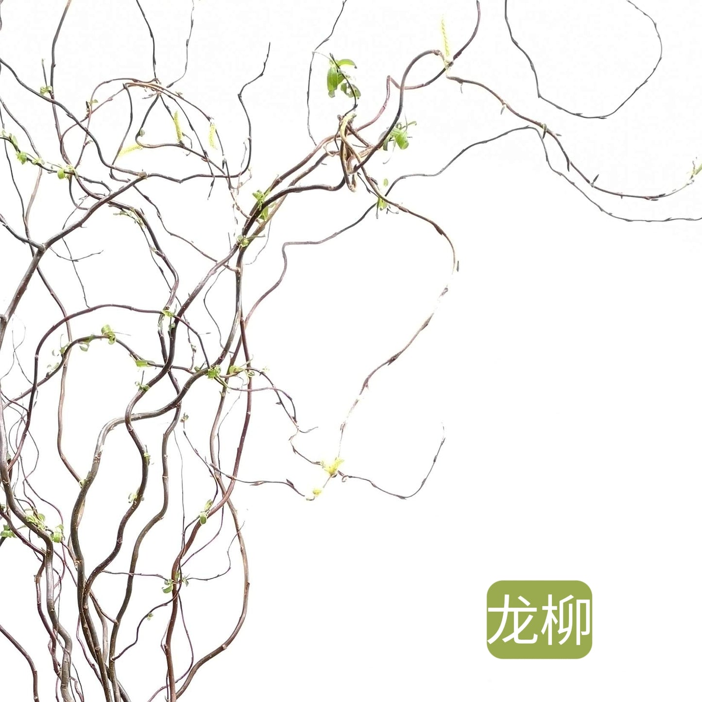 bunch fresh curly willow 70cm-200cm 龙柳