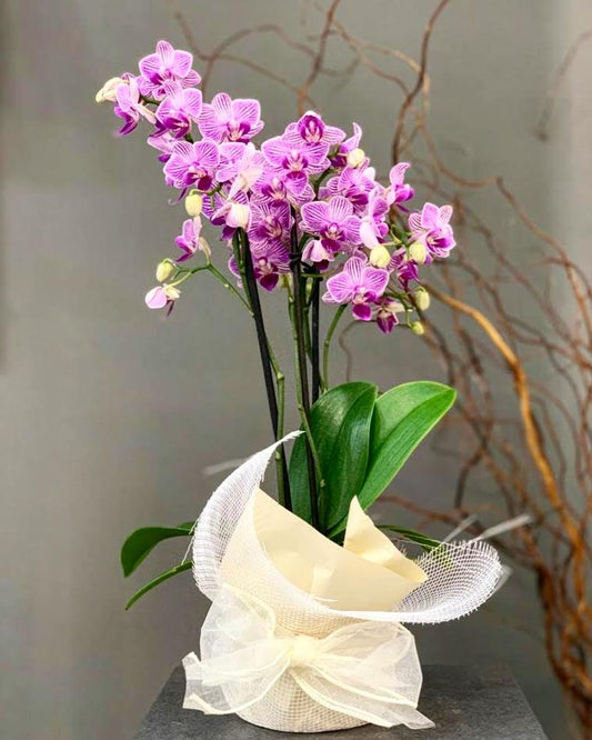 Double spike orchid 001