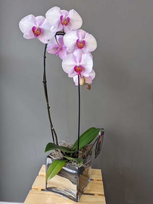 Single Cascading Orchid 020