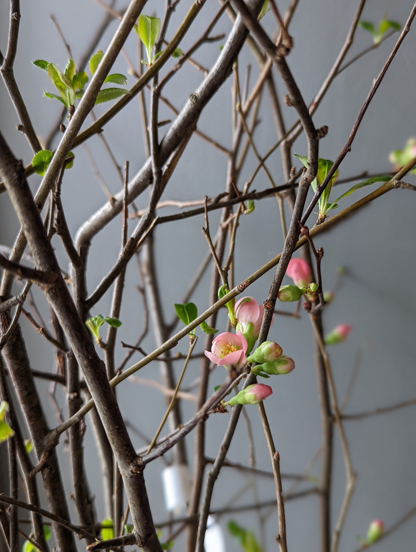 Quince flower 贴梗海棠/寒梅 bunch