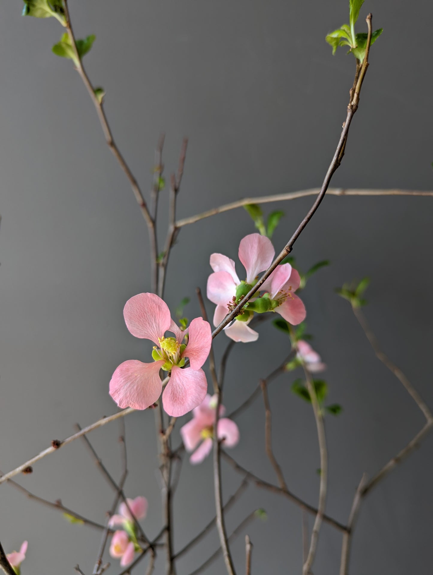 Quince flower 贴梗海棠/寒梅 bunch