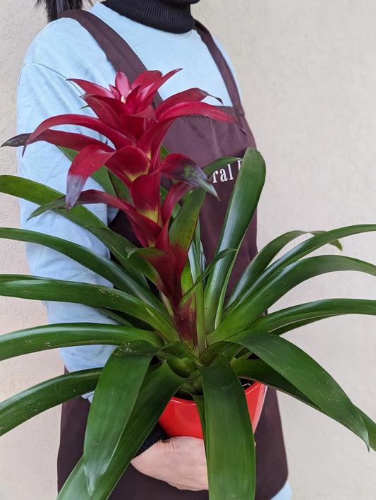 Bromelia Red 6'' 鸿运当头