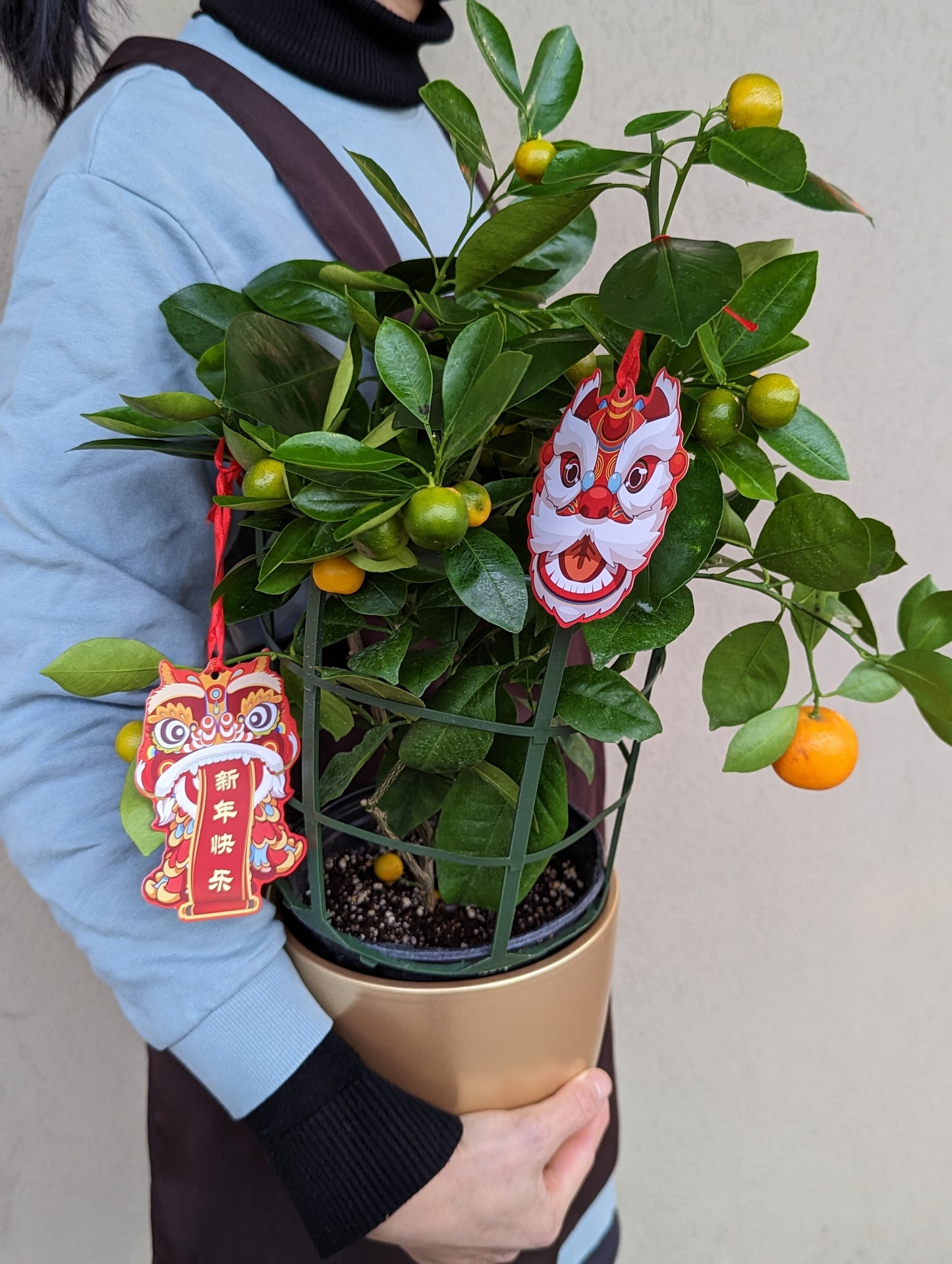 calamondin in 6'' pot 金桔