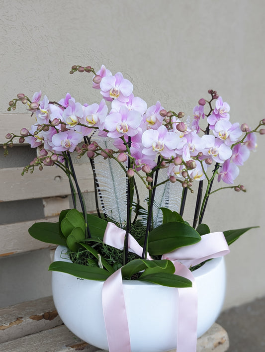 miniature orchid planter 10'' 迷你兰花盘(large size) 012