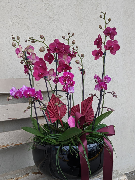 Mixed orchid in black planter 15'' 蝴蝶兰花盘 (extra large size)
